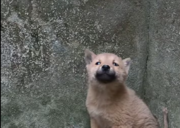 M1401011_While checking on my backyard garden, accidentally discovered_part2