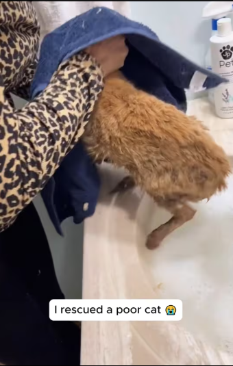 M1401012_rescued poor cat #rescue #animals #cat #catsoftiktok #rescuecat_part2