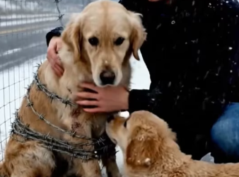 M1401013_Stopping Cars Love Golden Retriever Saves His Mother_part2