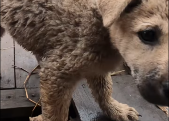 M1401014_While strolling along lake, accidentally discovered poor p…_part2