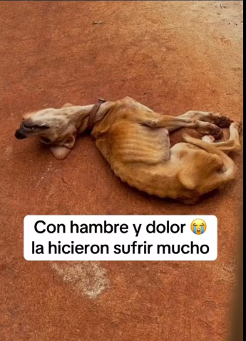 M1401015_Con hambre dolor la hicieron sufrir mucho ya quería rendirse estaba agonizando_part2