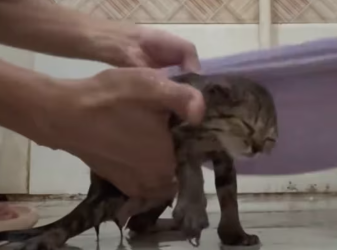 M1401008_I found a kitten in an abandoned lunchbox, it was so pitiful.#animals #Foryou #Friendship #Us #cat_part2