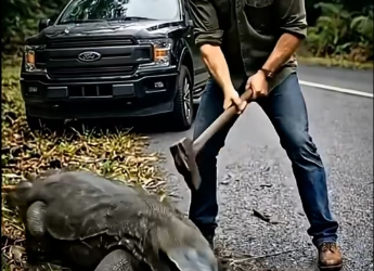 M1501002_Brave Man Rescues Helpless Kitten Dangerous Predator_part2