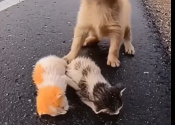 M1501003_Baby Puppy Warns Man to Stay Away His Friend_part2 (2)