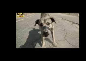 M0301006_Tiny Dog Cub Begged Stranger Help What Happened Next Melted Hearts Worldwide_part2