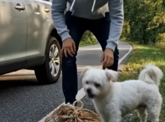 M1501005_Puppy #viral #puppy #RescueLove #RescueEffort #follow #viralvideo #beautiful #rescue #viralreel Operation Paws_part2