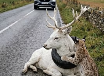 M1501006_Deer Trapped in Tire,Waiting Help. #viralvideo #RescueLove #RescueEffort #follow #rescue #viralreel Operation Paws_part