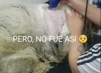 M1501009_#concienciaanimal_part2