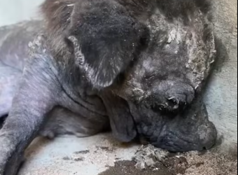 M1501010_The dog that licked plastic conquered the world: an odyssey of abandonment…_part2