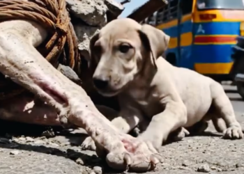 M0301007_Animal rescue stories Rescue dog pile of rusty steel_part2