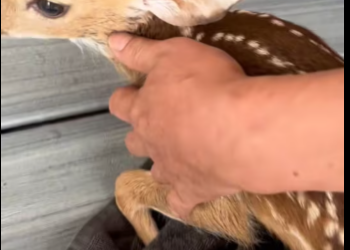 M1501016_fawn rescued by korean man was adopted by an American couple #lov…_part2