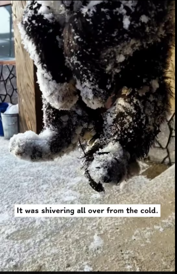 M1501015_found an abandoned puppy in snow, took it home, then…#res…_part2