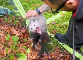 M1501019_My husband found an opossum stuck in net #rescue #opossum #help #lo…_part2