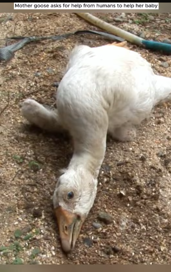 M1501021_touching story when mother goose cried begged human to save h…_part2