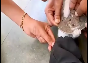 M1501022_Rescue poor Kitten stuck leg inside fliter drain #animals #fy_part2