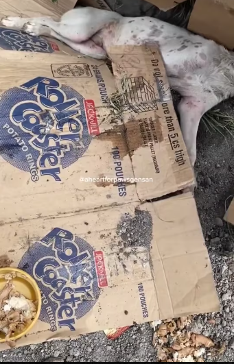 M1501023_Hearing Sori crying in pain asking help was heartbreaking. Heart Paws Gensan_part2