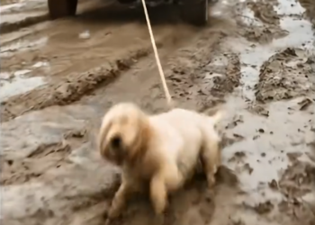 M3012008 The helpless golden was being dragged… until the brave dog rescued him