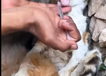 M1501025_Rescue mother cat on road #animalsoftiktok #rescueanimals #resc…_part2