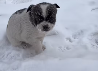 M1501027_#dogvideos #dogs #dog #dogpoor_part2