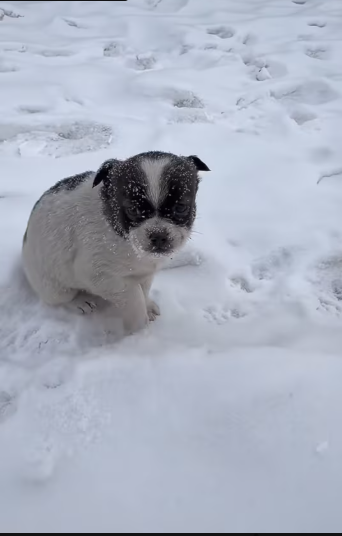 M1501027_#dogvideos #dogs #dog #dogpoor_part2