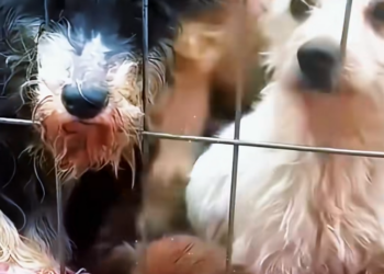 BM 15/02dogs sent to dog meat restaurant have now been partially r…