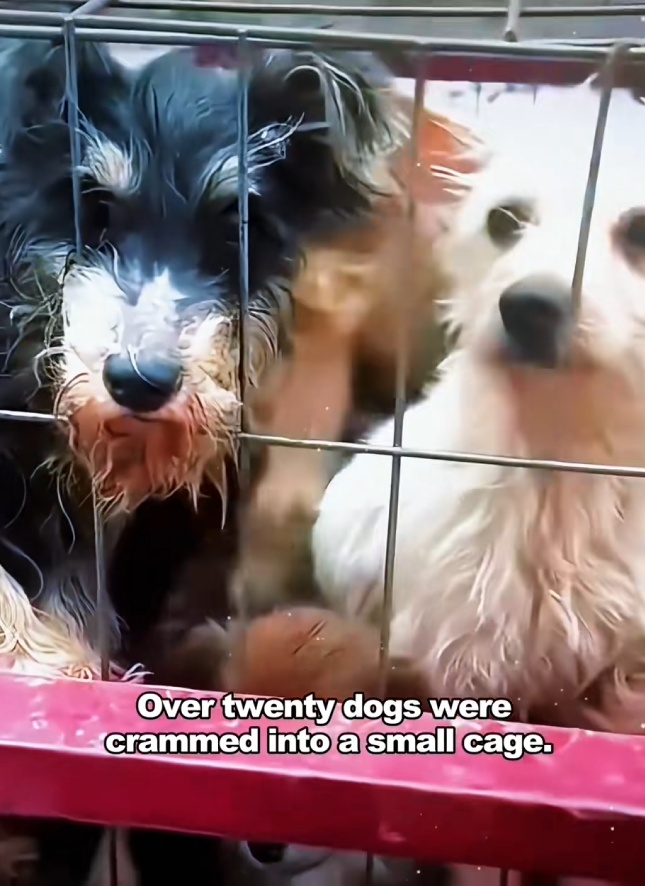 BM 15/02dogs sent to dog meat restaurant have now been partially r…