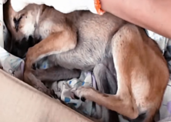 BM 15/03 Sick Puppy Was Thrown In Garbage By Owner, Saved An Angel…