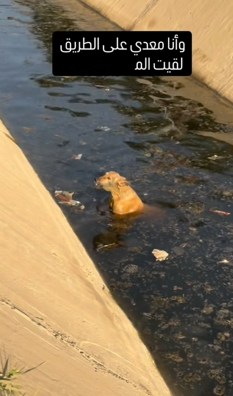 M1201020_#Saving #Animals ❤️🦮 #AnimalWelfare #AnimalWelfareIsARightToEnterParadise ❤️ Omar Eid_part2