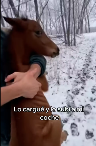 M1701001_Este Caballo Se Convirtió En Mi Mejor Amigo_part2