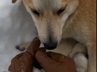 M1701002_struggles through waist high snowdrifts Lasitha Disanayaka_part2