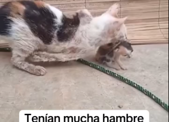 M1701003_Se acuerdan de ella sufrió abusos dolor con su gatito nadie los ayudaba solo los maltrataban_part2
