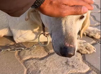 M0301009_She almost gave up… no one was willing to approach her until a loving man walked in. part2