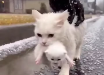 M1701005_She Threw Her Cats Into an Ice Storm Rescue Mission_part2