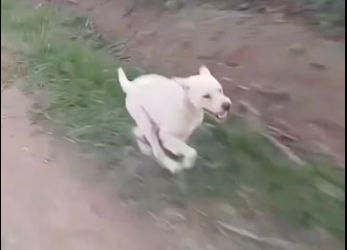 M1701006_Jangan sakiti mereka_part2