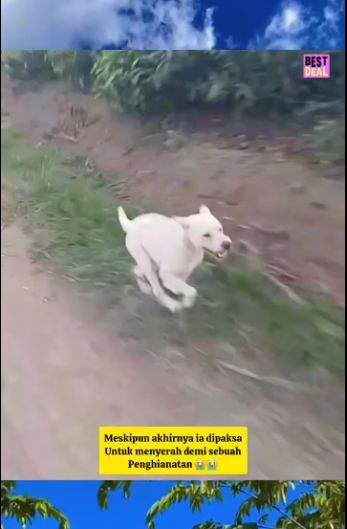 M1701006_Jangan sakiti mereka_part2