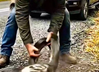 M1701008_kind person rescued cat sewer by roadside nursed it back to health._part2