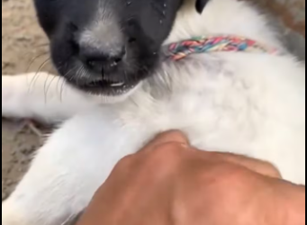 M1701007_don know who tied up puppy._part2