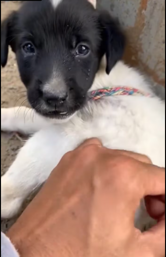 M1701007_don know who tied up puppy._part2