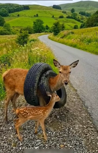 M1701011_Rescue mother deer trapped in car tire by roadside_part2