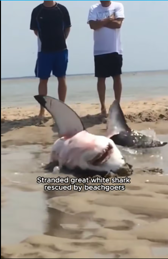 M1701013_Impressive animals rescued moments #deer #babydeer #deertiktok #anima…_part2