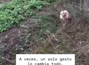 M1701019_Esta perrita fue encontrada completamente agotada, al límite de sus fuerzas. Abandonada en la nada asustada, hambrien_p