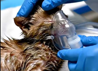 M1701021_From the edge of death to a room full of life. � This little fighter didn’t give up… and today, it plays where it tr_p