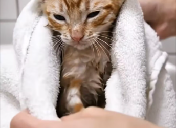 M1701022_“She was tired… broken… and almost gave up. But a little care, a warm towel, and love gave her peace again. Sometimes_p