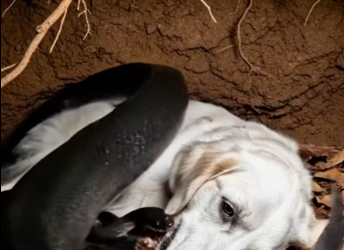 M1901001_singa yang baik_part2