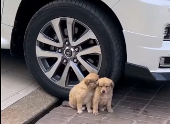 M0301011_Seven puppies refused to leave the man’s car. part2
