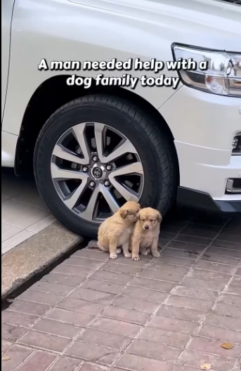 M0301011_Seven puppies refused to leave the man’s car. part2
