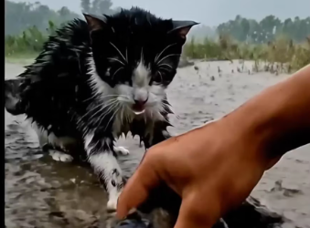 M1901002_Mother Cat Screams For Help Save kitten_part2