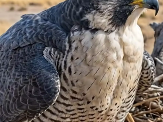 M1901003_The Falcon’s Revenge for the Rabbits #ocean #sealife #asmr #rescue #animalrescue Bluppy Wish_part2