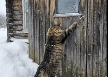 M1901006_A Brave Cat Rescues and Saves a Duck Family in Heavy Snowfall_part2