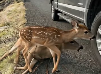 M1901009_A Brave Young Man Rescues a Mother Deer Caught in Barbed Wire_part2